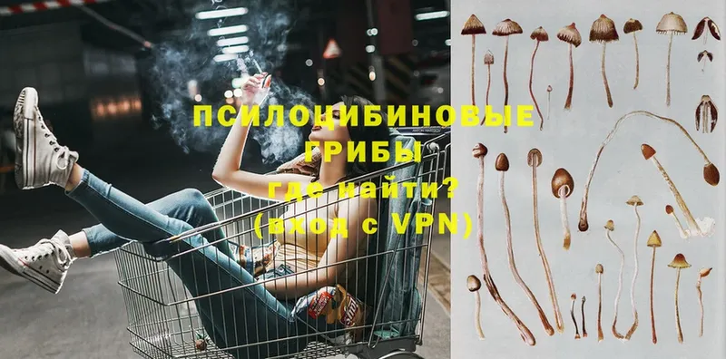 Псилоцибиновые грибы Psilocybe  Злынка 